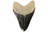 Serrated, Fossil Megalodon Tooth - Georgia #78205-1